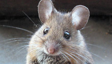 Ratón (Mus Musculus)
