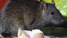 Rata negra (Rattus Rattus)