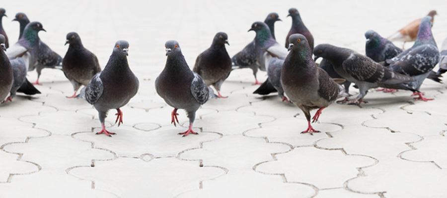 control de plagas de aves y palomas