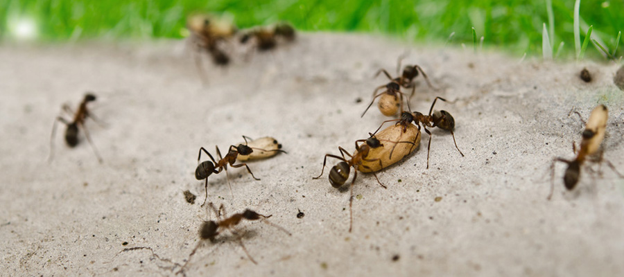 control de plagas de insectos