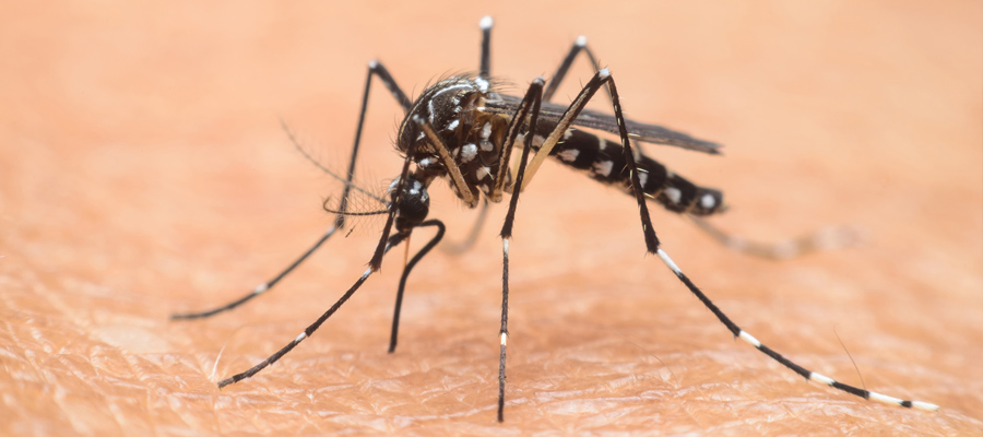 control de plagas de Mosquitos