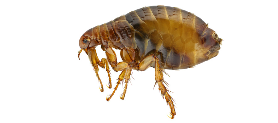 control de plagas de insectos