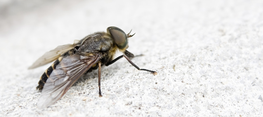 control de plagas de insectos