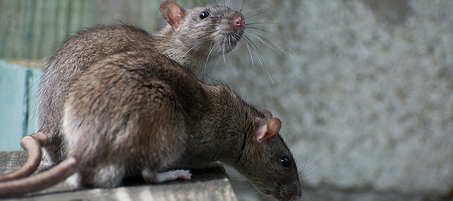 control de plagas de ratas y ratones